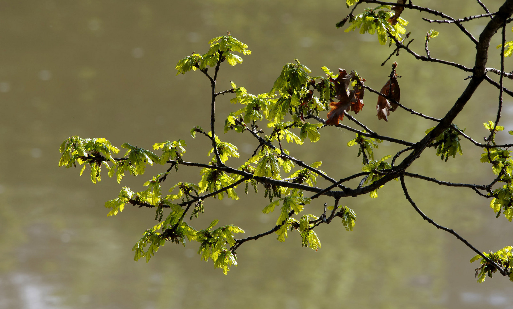 Frühling am Neckar