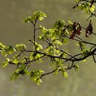 Frühling am Neckar