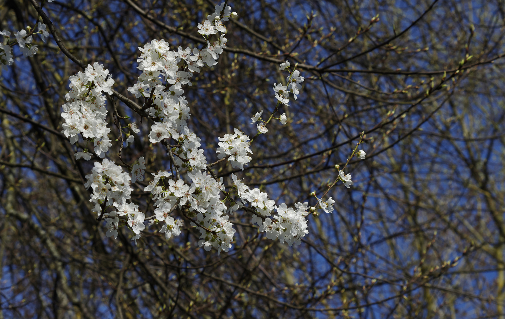 ...Frühling am Neckar