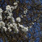 ...Frühling am Neckar