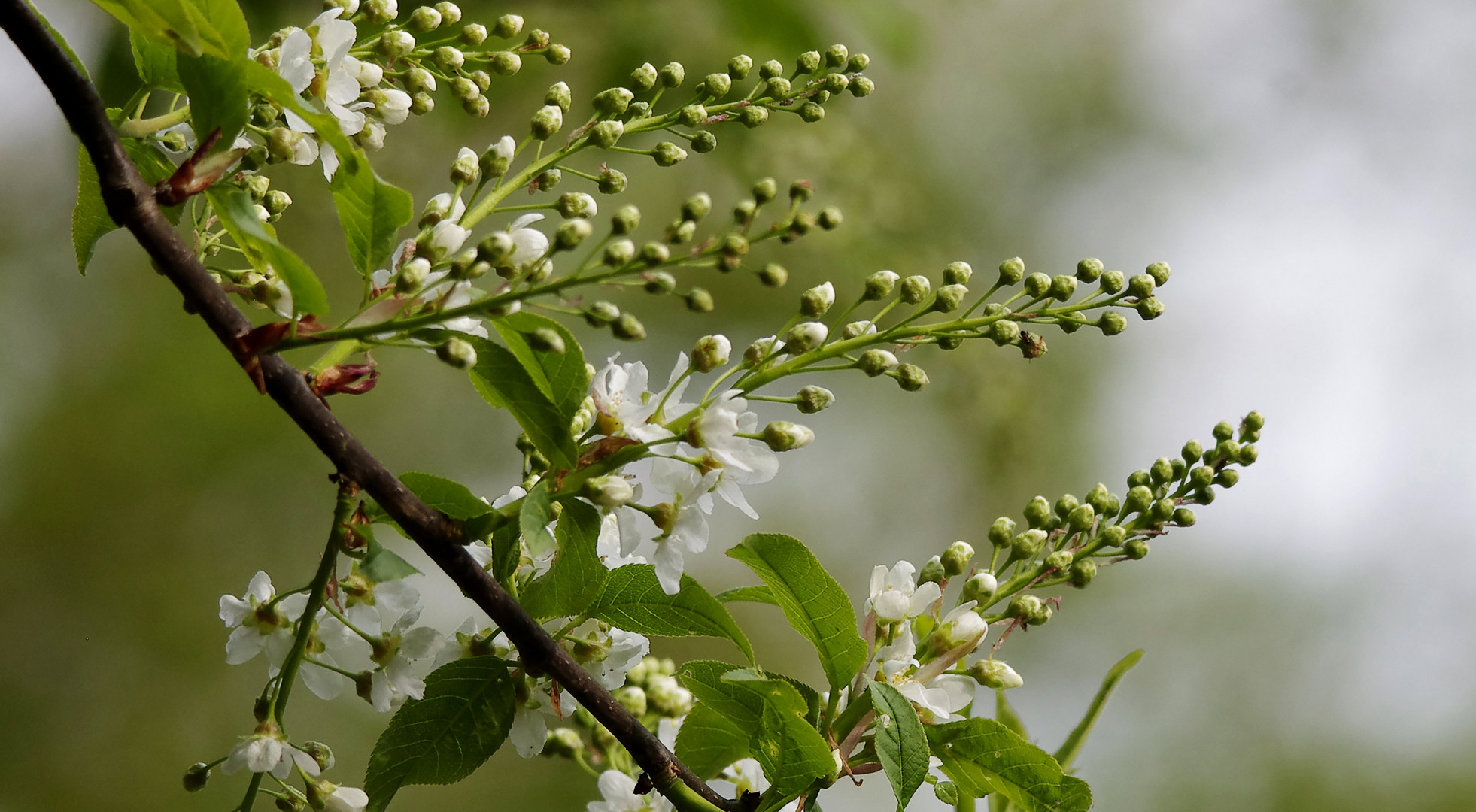 Frühling am Neckar...2