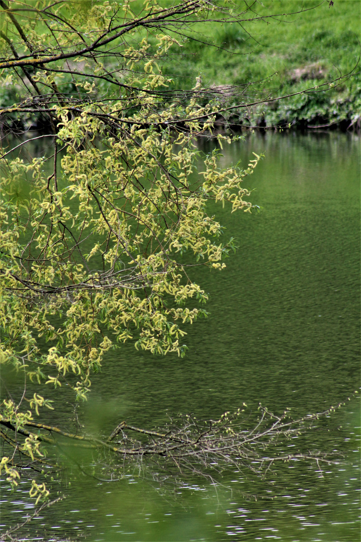 Frühling am Neckarufer 2