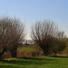 Frühling am Niederrein