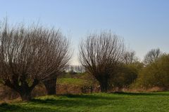 Frühling am Niederrein