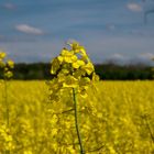 Frühling am Niederrhein