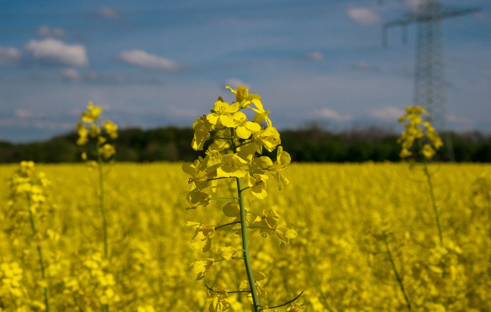 Frühling am Niederrhein