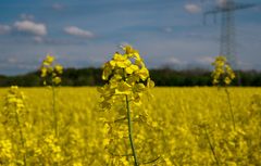 Frühling am Niederrhein