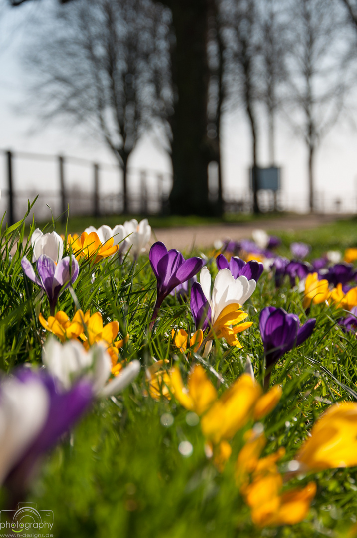 Frühling am Niederrhein