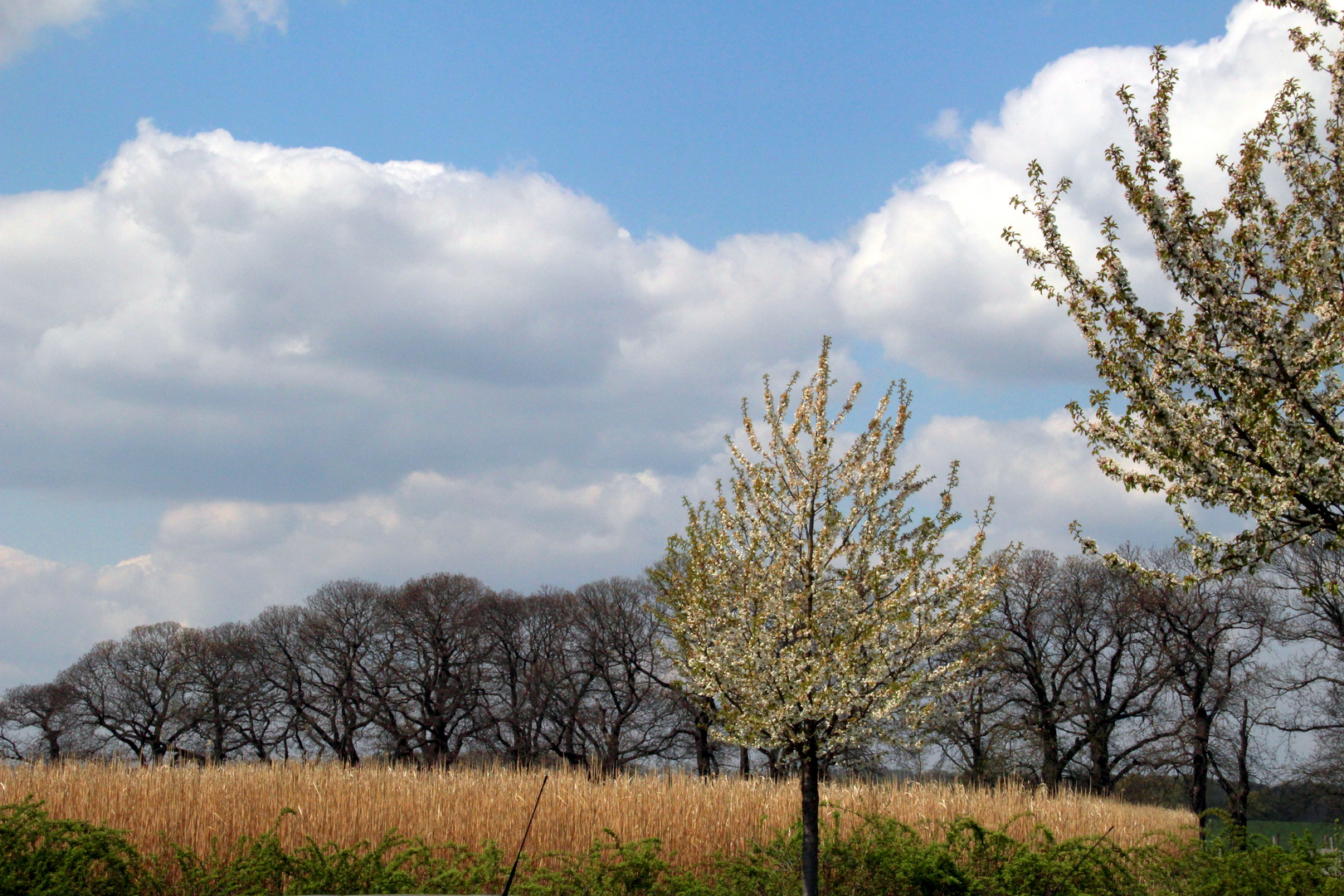 Frühling am Niederrhein