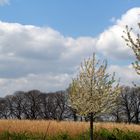 Frühling am Niederrhein