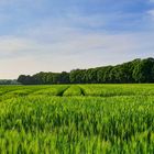 Frühling am Niederrhein 