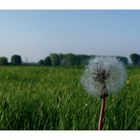 Frühling am Niederrhein...