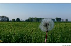 Frühling am Niederrhein...