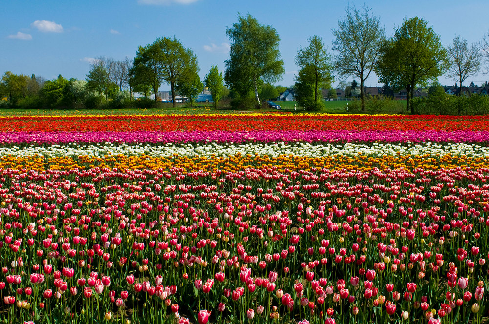 Frühling am Niederrhein.