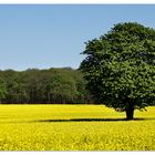 Frühling am Niederrhein