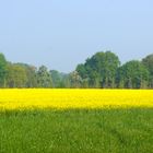 Frühling am Niederrhein