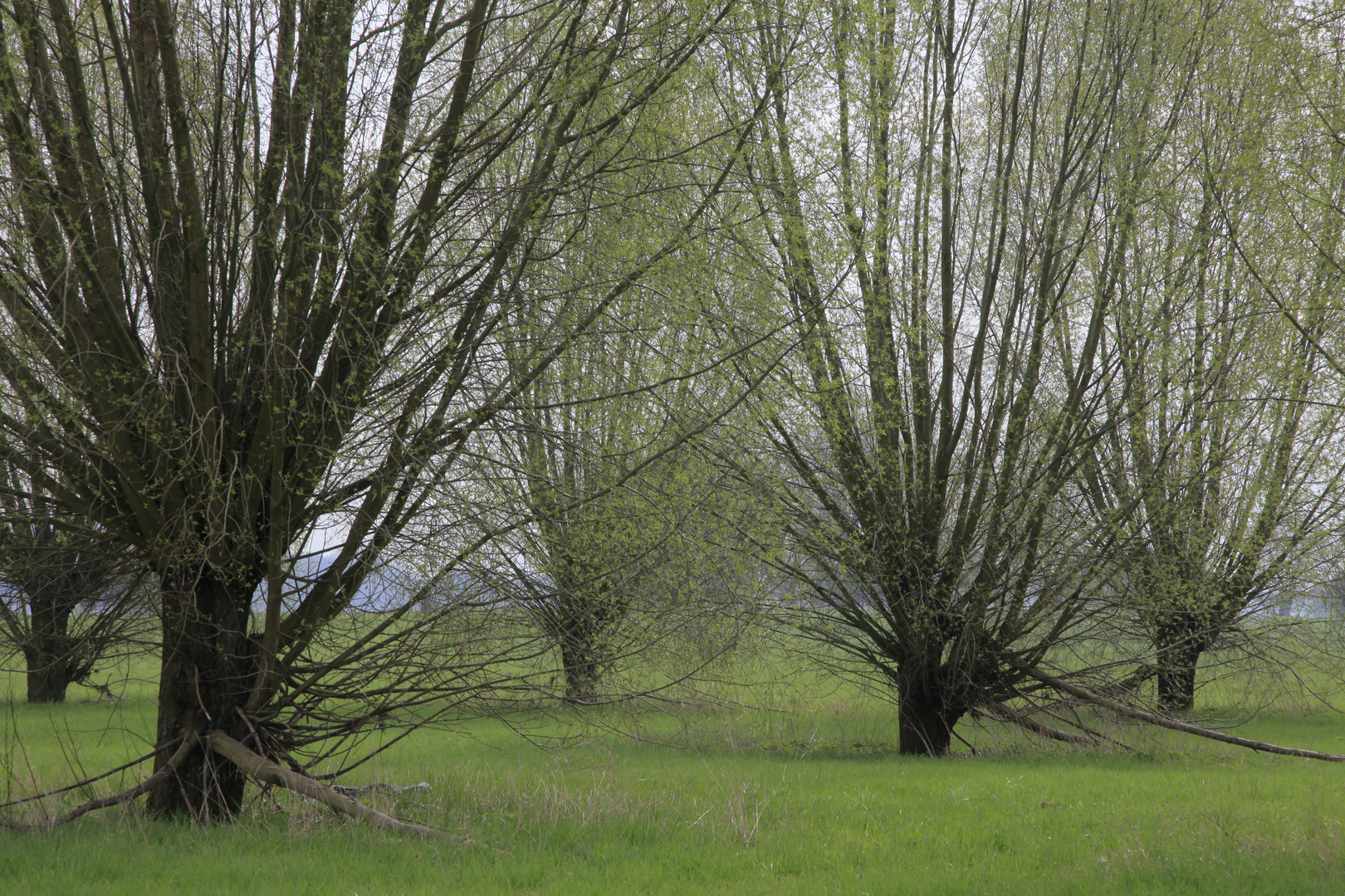 Frühling am Niederrhein