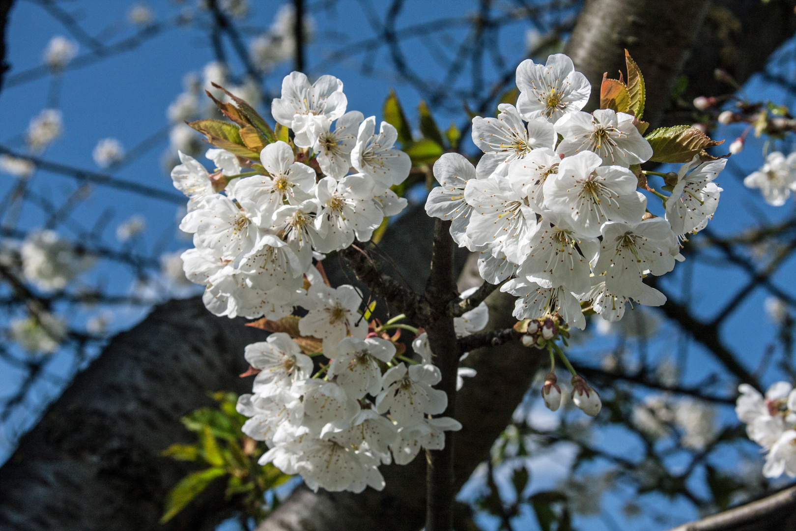 Frühling am Niederrhein 