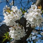 Frühling am Niederrhein 