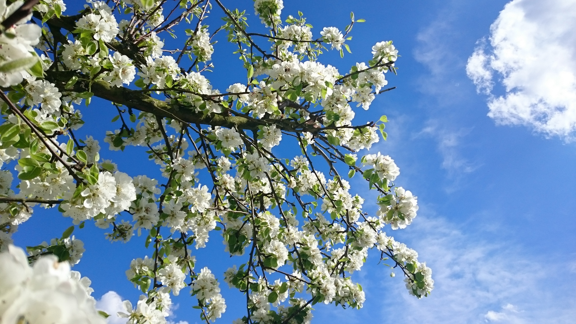 Frühling am Niederrhein