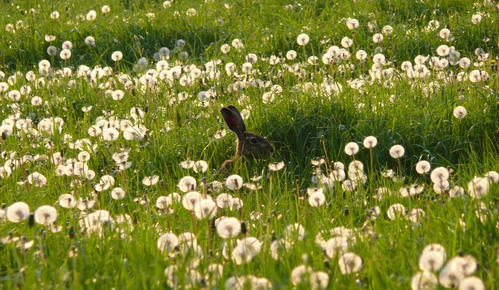 Frühling am Niederrhein