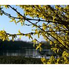 frühling am niederrhein