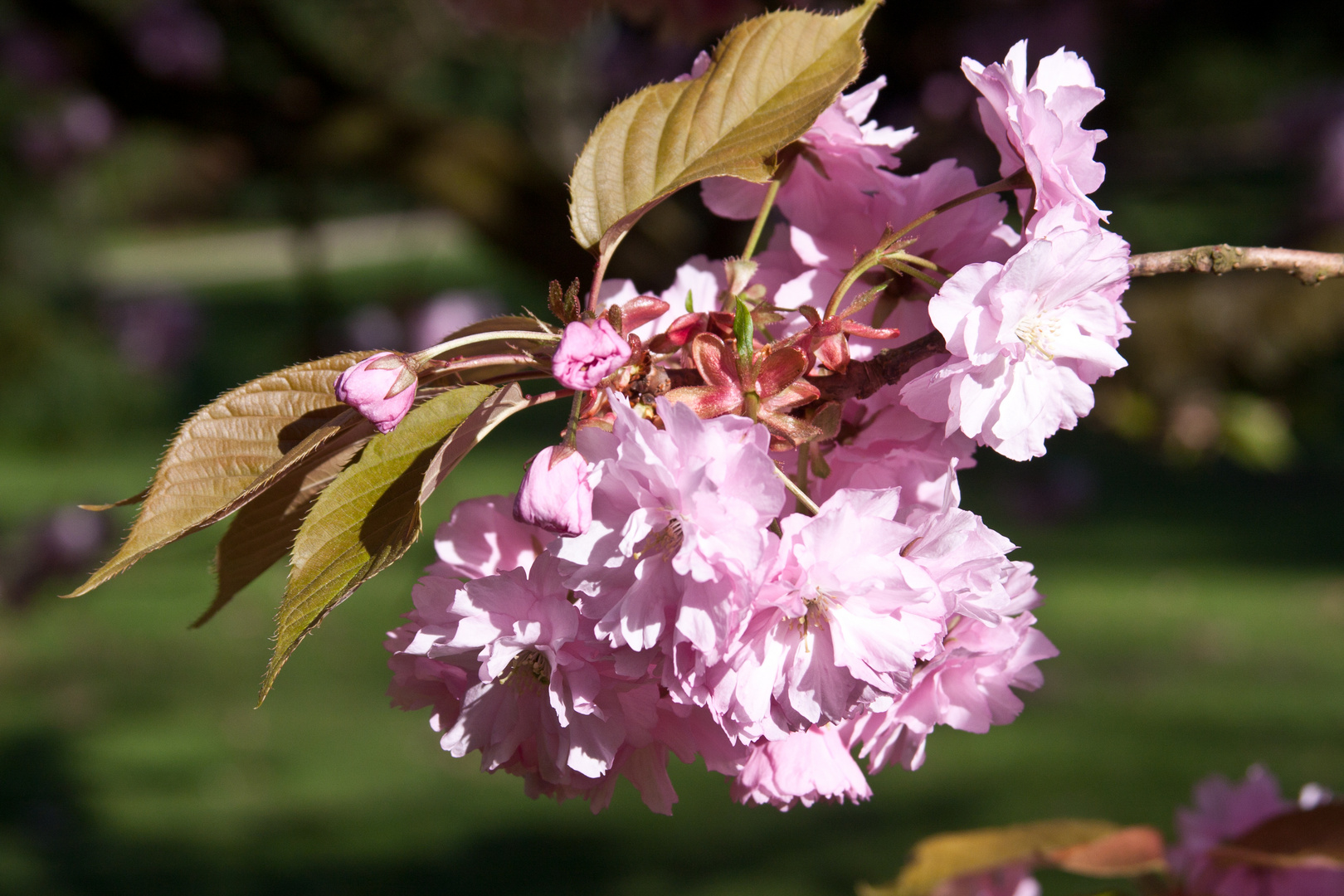 Frühling am Niederrhein II