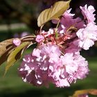 Frühling am Niederrhein II