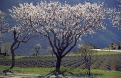 Frühling am Nordhang des Verdon