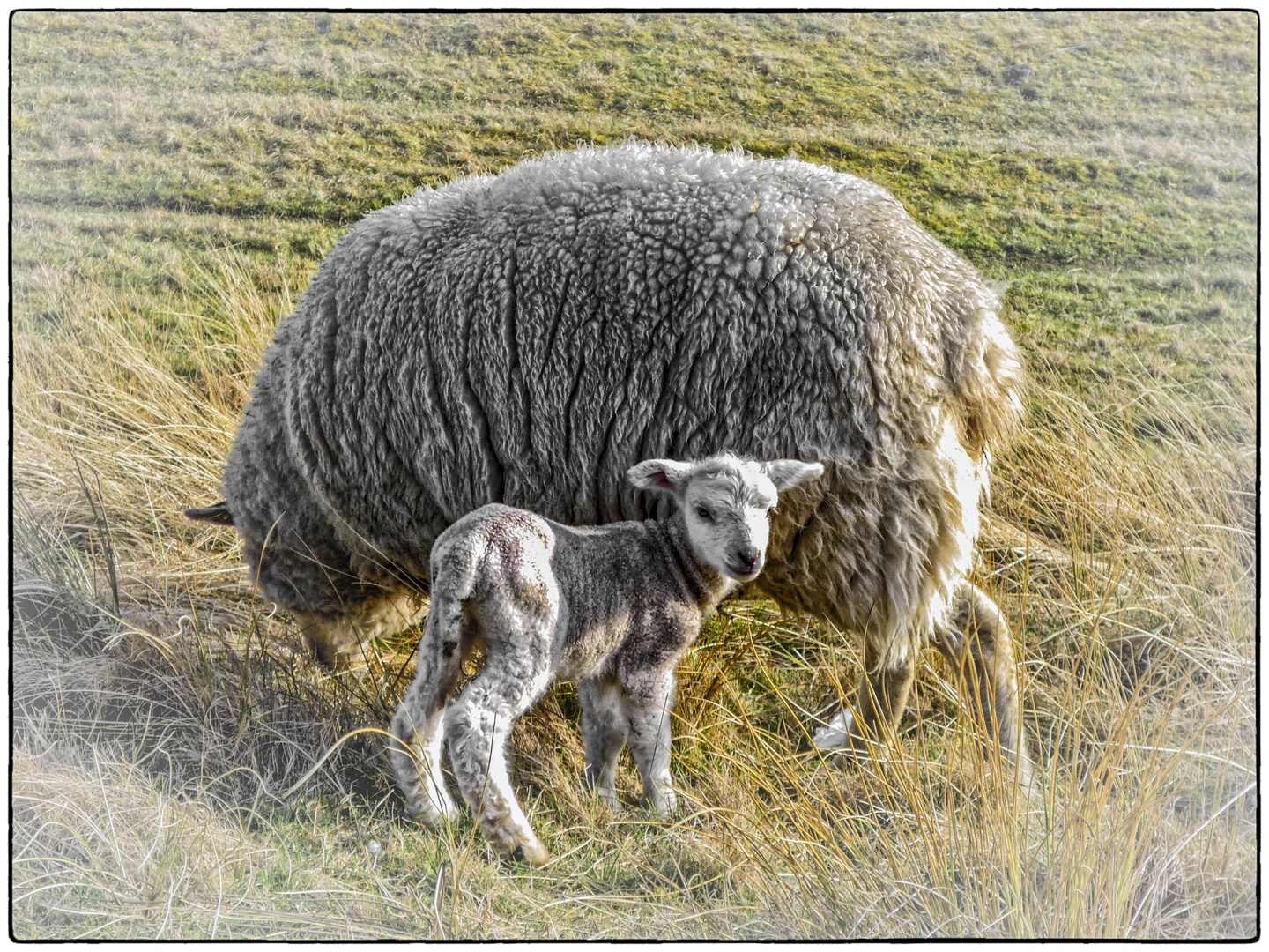 FRÜHLING AM NORDSEEDEICH.........