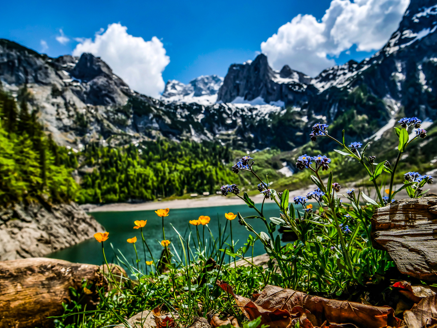 Frühling am  oberen Gosausee 