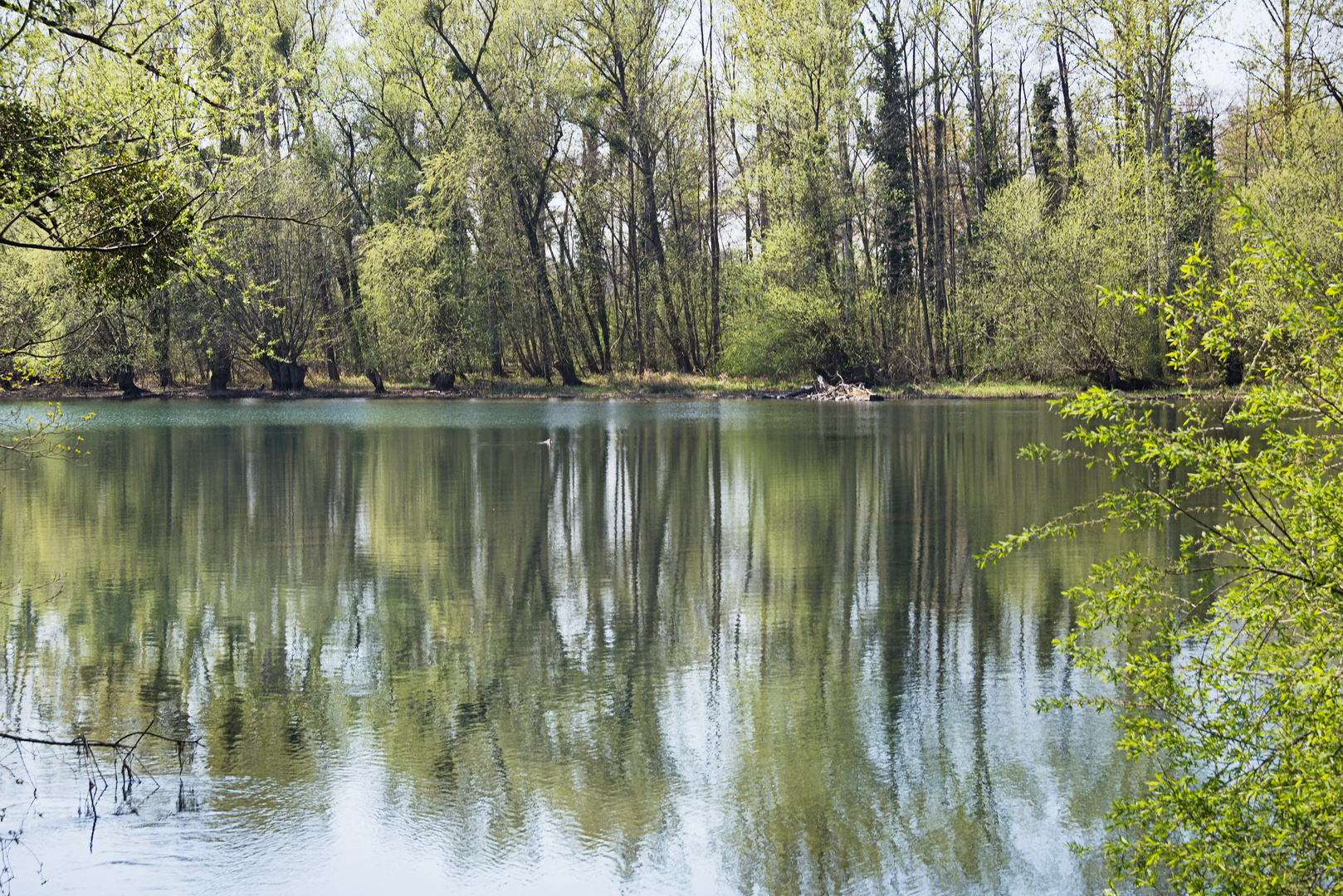 Frühling am oberen Groschenwasser