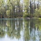 Frühling am oberen Groschenwasser