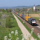 Frühling am Oberrhein