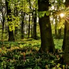 Frühling am Odenberg