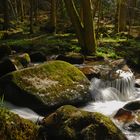 Frühling am Otterbach