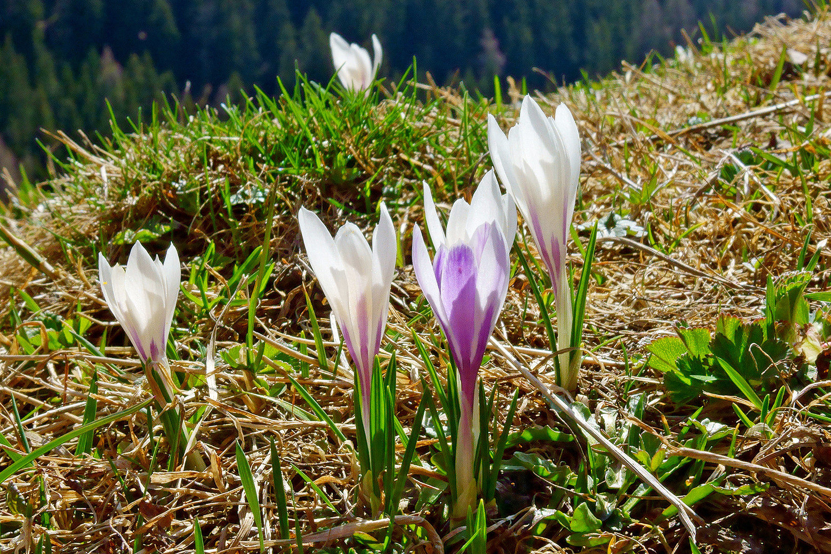 Frühling am Padaunerkogel