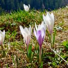 Frühling am Padaunerkogel