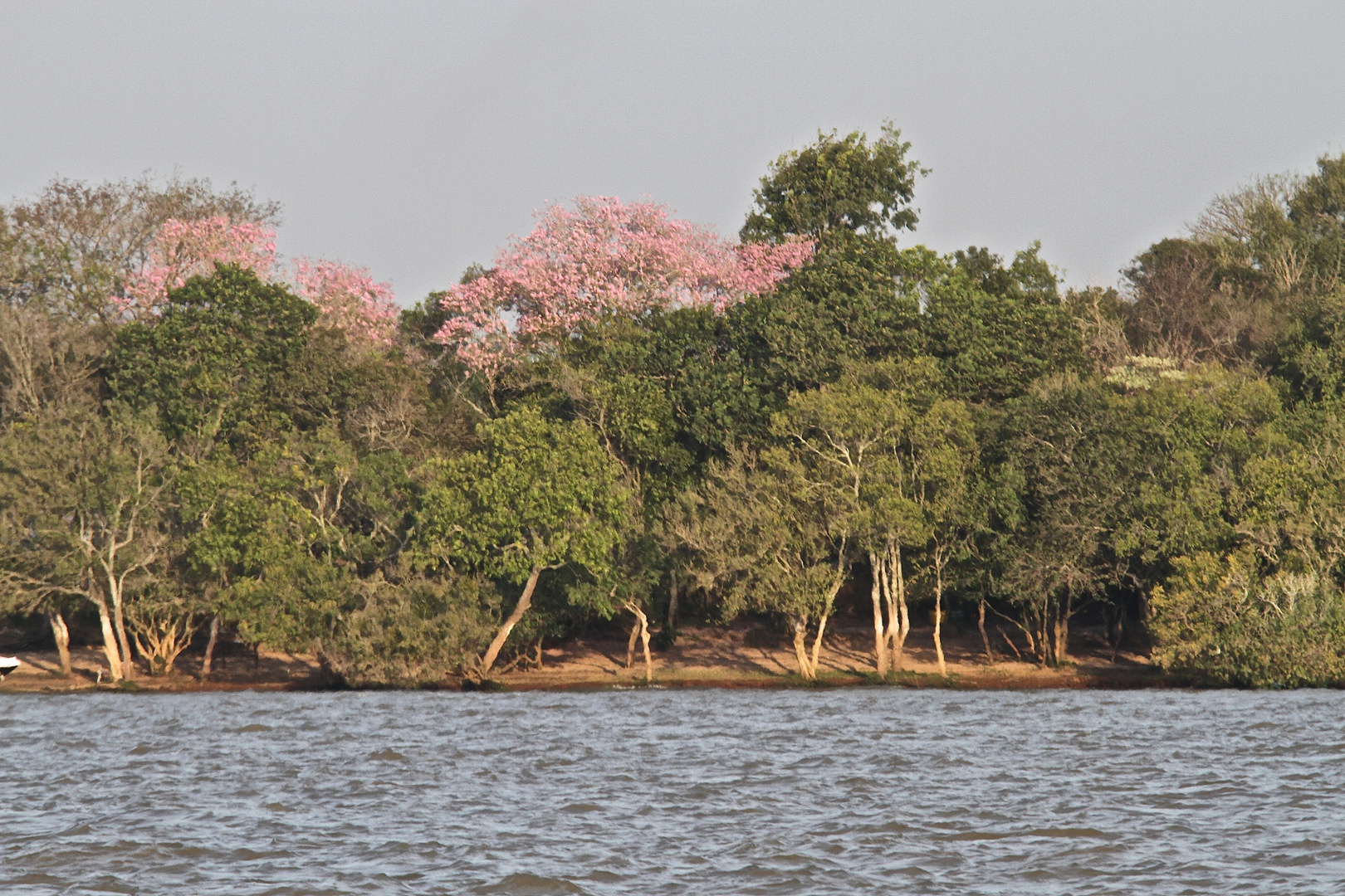 Frühling am Parana