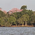 Frühling am Parana