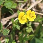 Frühling am Parana .