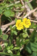 Frühling am Parana .