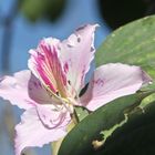 Frühling am Parana: Bauhinia-Baum