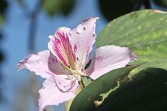 Frühling am Parana: Bauhinia-Baum