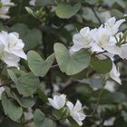Frühling am Parana: Bauhinia-Baum in Weiß