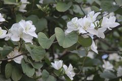 Frühling am Parana: Bauhinia-Baum in Weiß