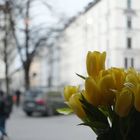 Frühling am Pariser Platz