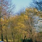 Frühling am Parkplatz Jrönes Märken Neuss am 24.02.2019