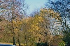 Frühling am Parkplatz Jrönes Märken Neuss am 24.02.2019