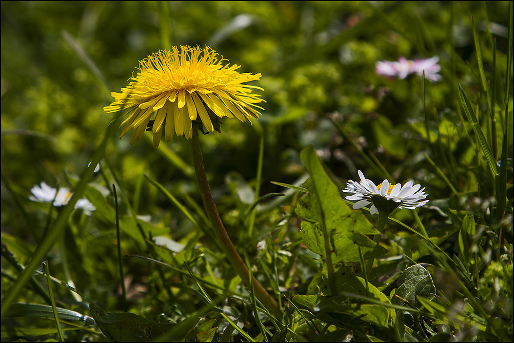 Frühling am Piller